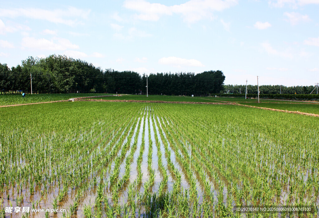 夏日稻田风光