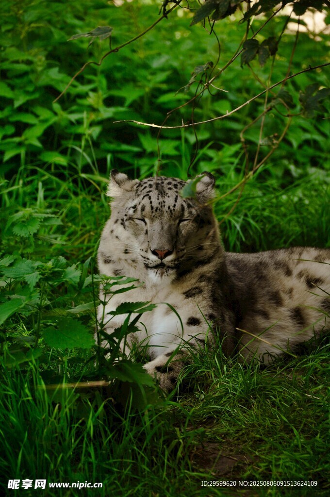 草地上惬意休憩的猫咪