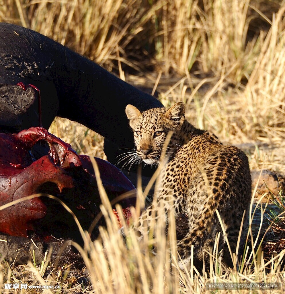 猎豹进食场景