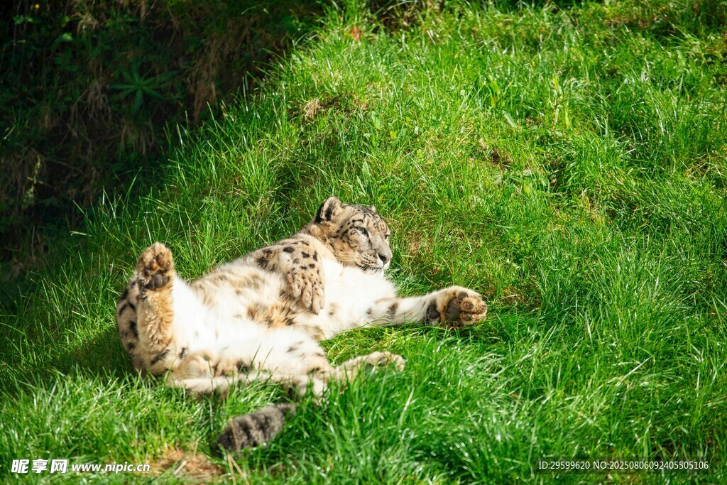 草地上惬意翻滚的猫咪