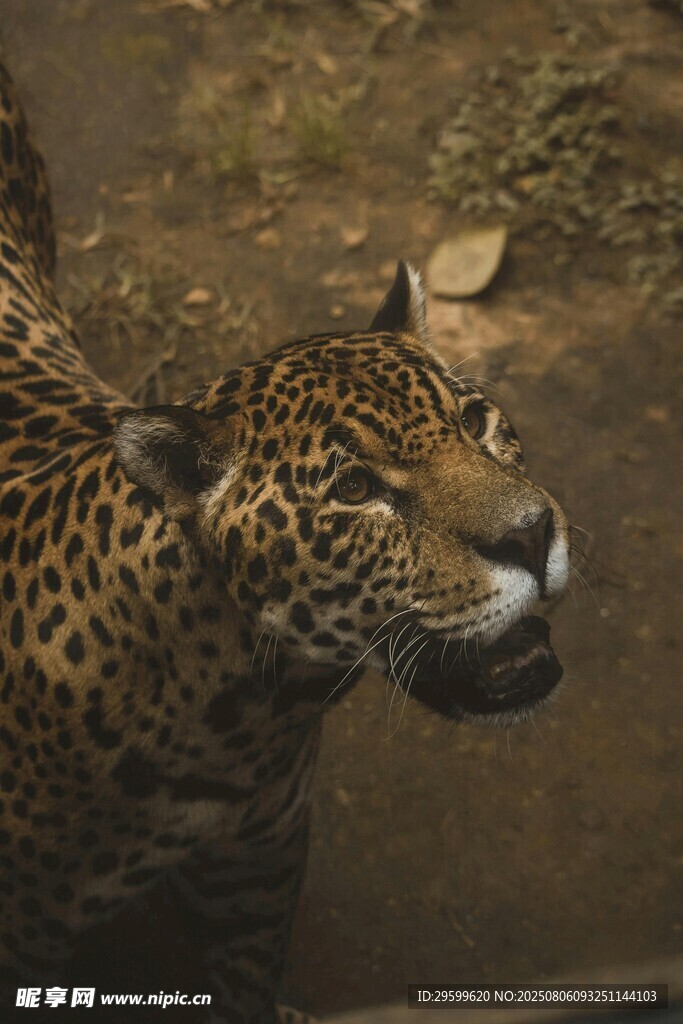 美洲豹特写