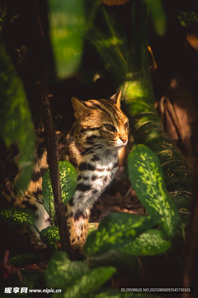 绿叶间的斑纹猫咪