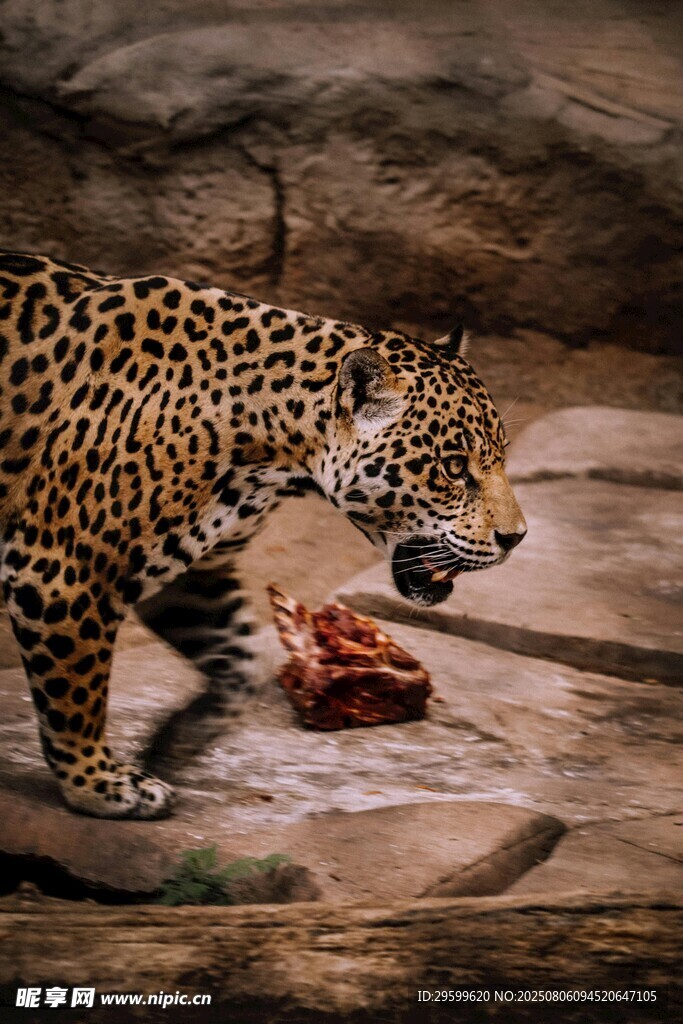 猎豹进食场景
