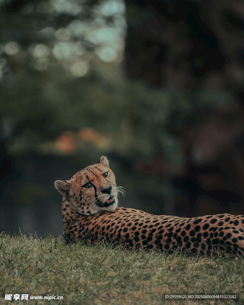草地上休憩的猎豹