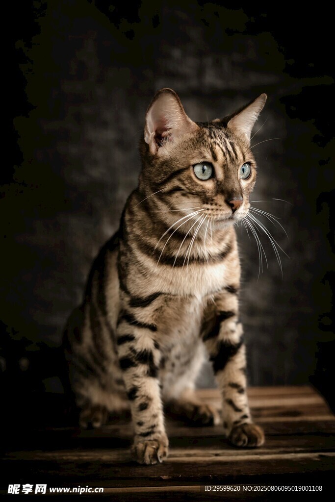 斑纹猫咪端坐凝视