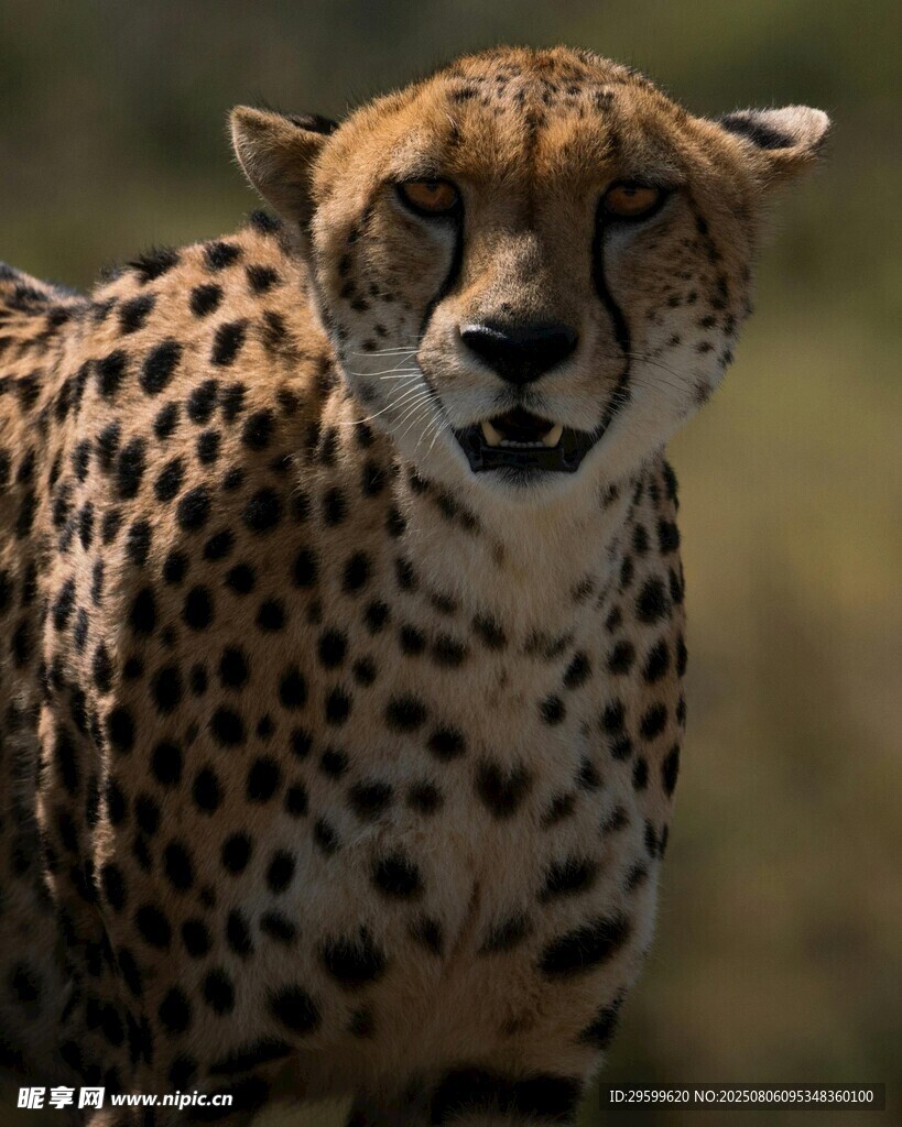 猎豹特写