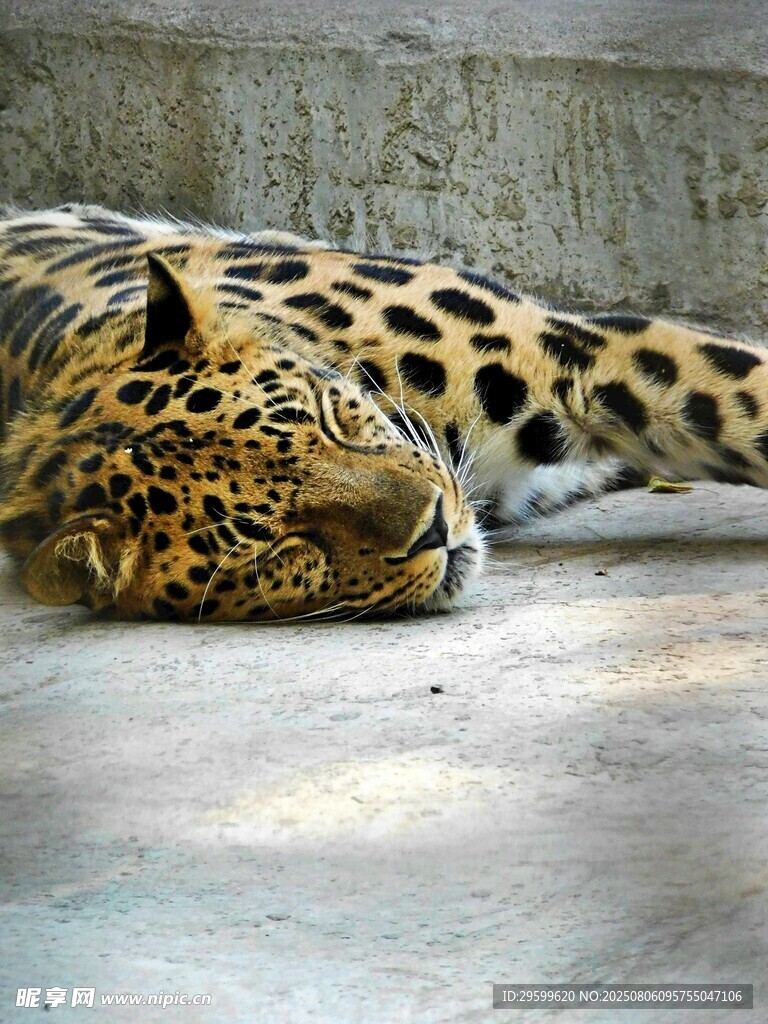休憩的花豹