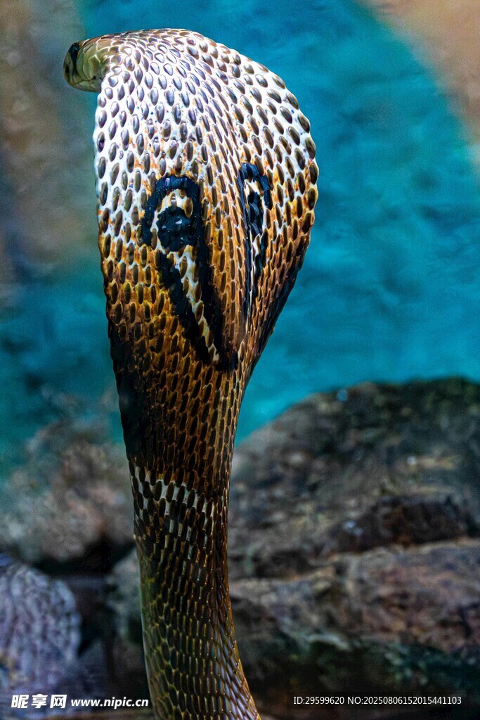 眼镜蛇特写