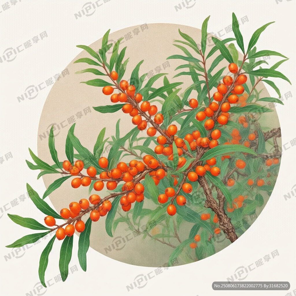 沙棘 植物 果实加枝干叶子 