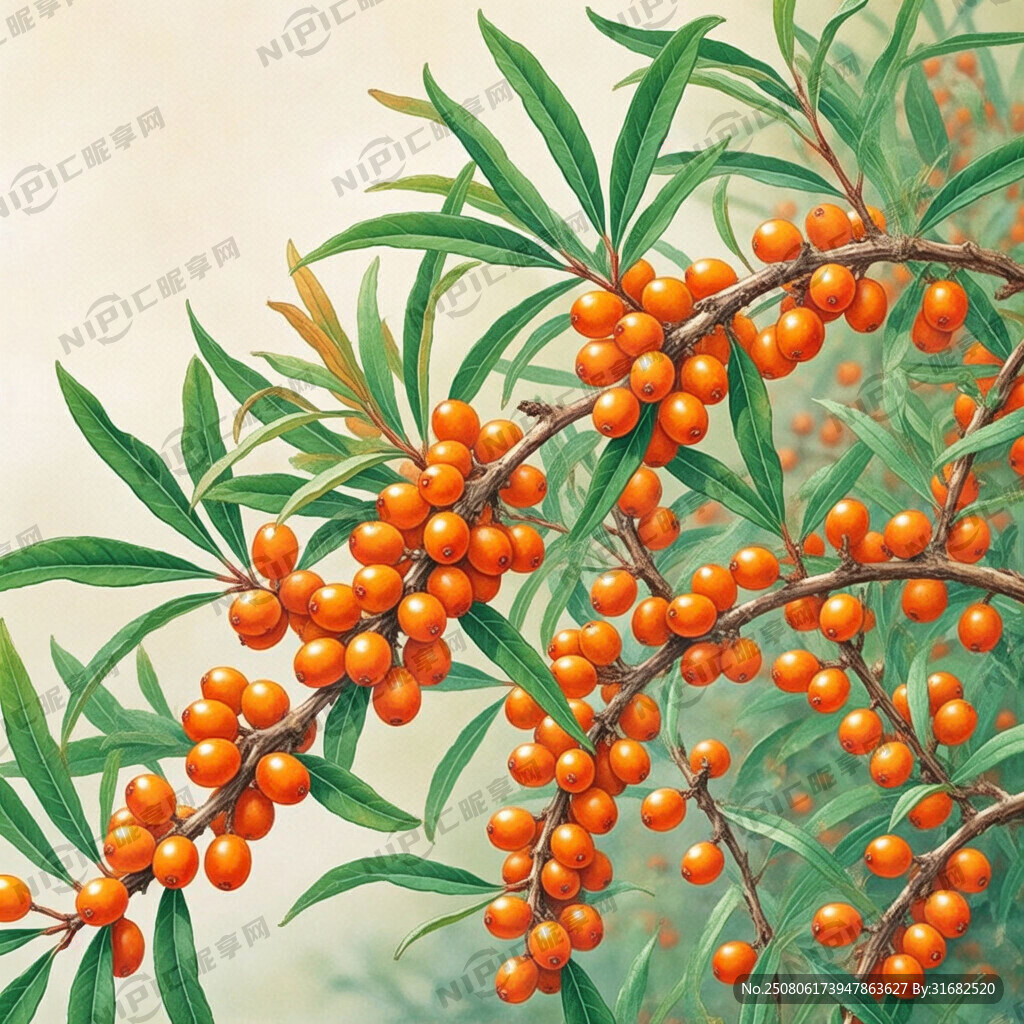 沙棘 植物 果实加枝干叶子