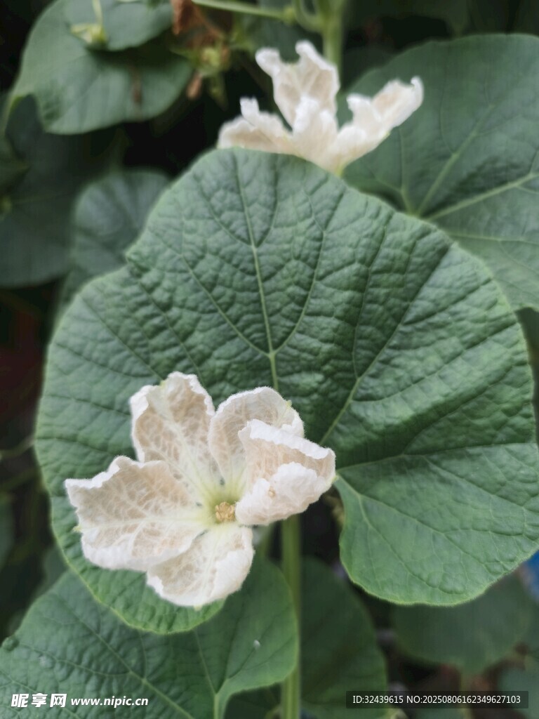 白色花朵与绿叶植物