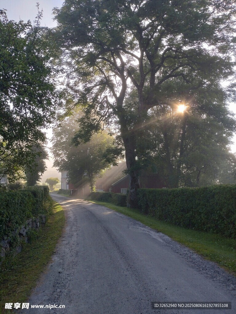 清晨林间小路的静谧美景