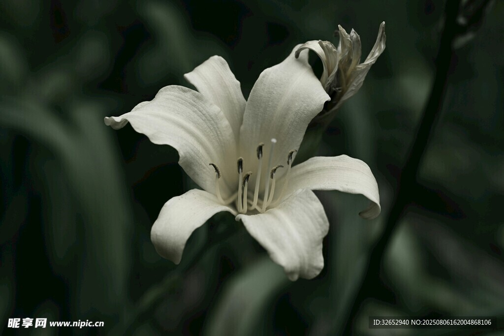 白色百合花