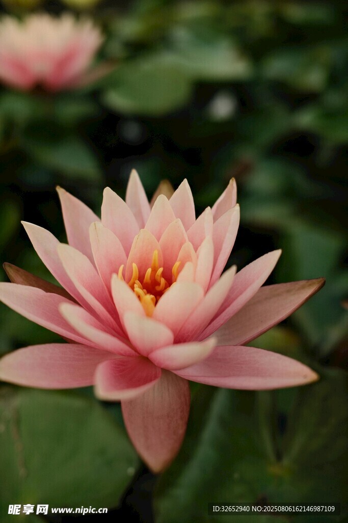 睡莲荷花