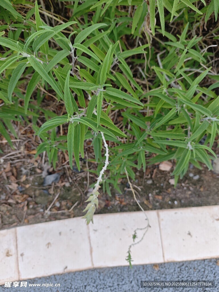 路边绿植特写