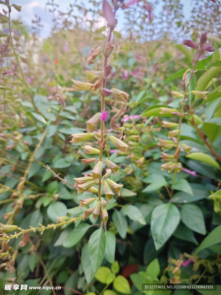 绿叶间的繁茂植物