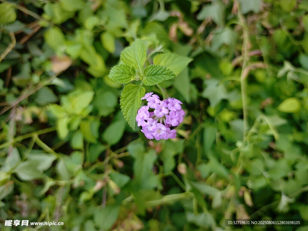 绿叶丛中的紫色小花