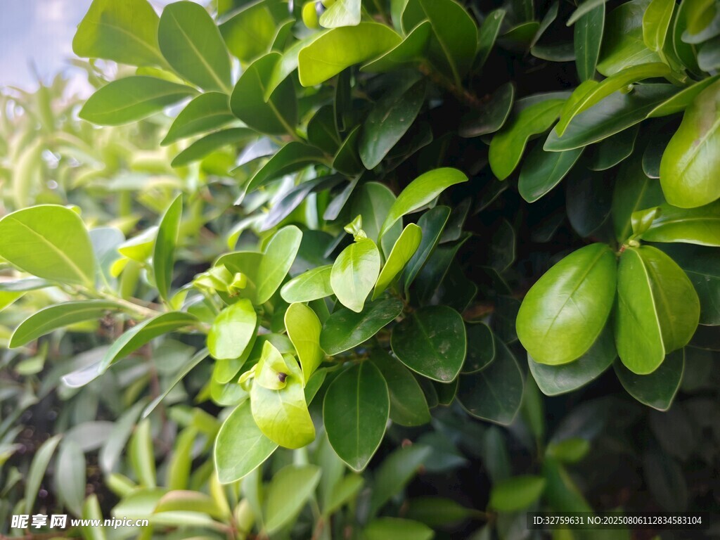 翠绿饱满的青果与叶片
