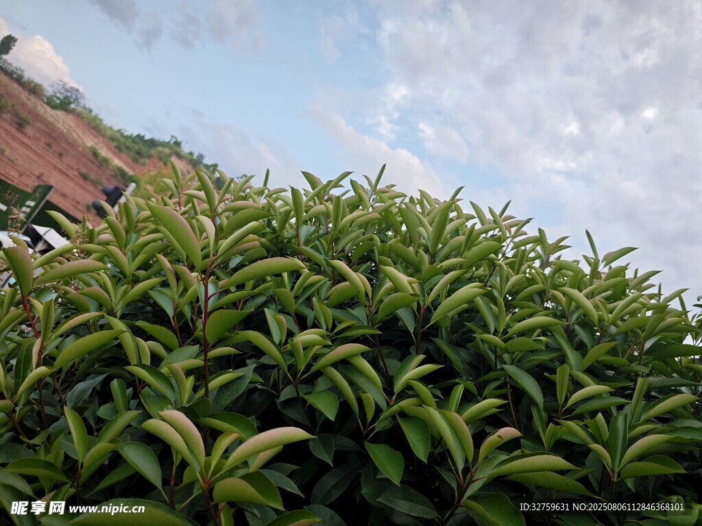 翠绿茶树