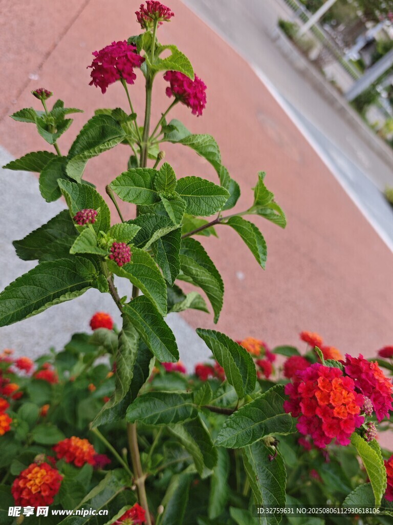 鲜艳花卉绽放于户外