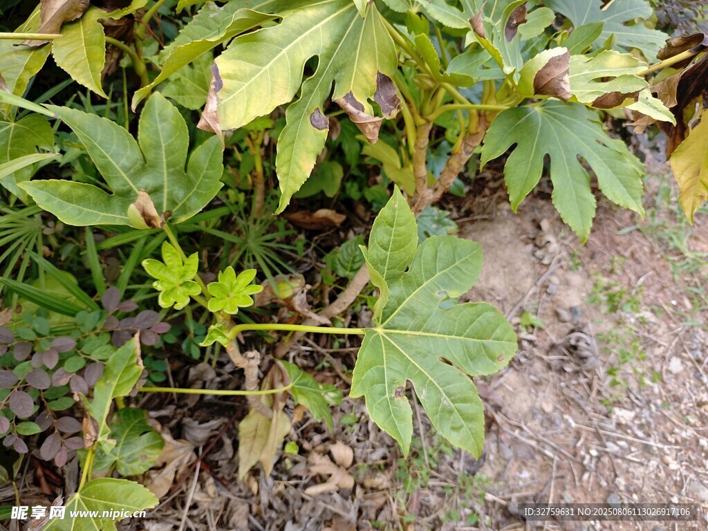 绿叶繁茂的地面植物