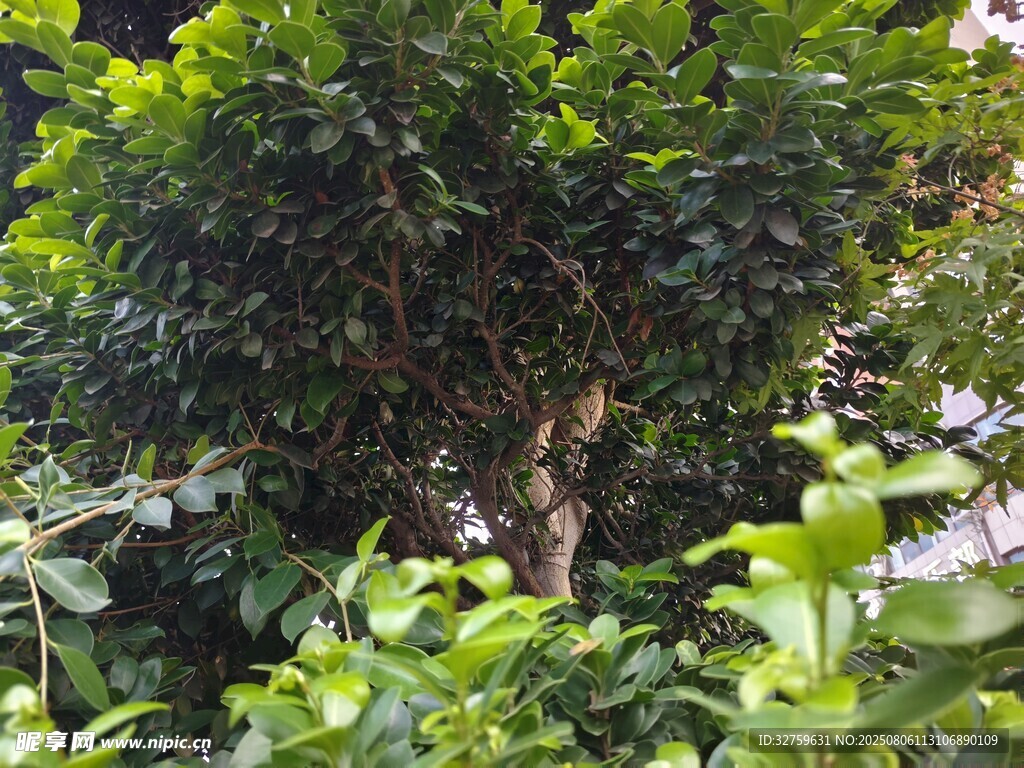 繁茂绿植景观
