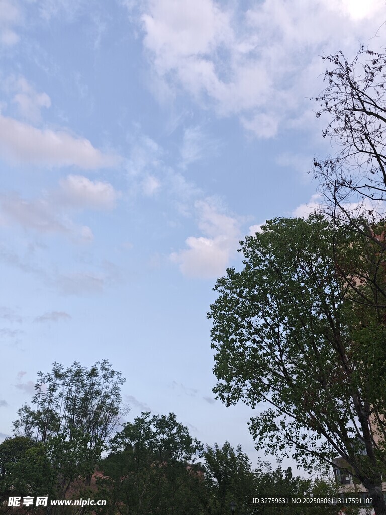 蓝天白云下的葱郁树木