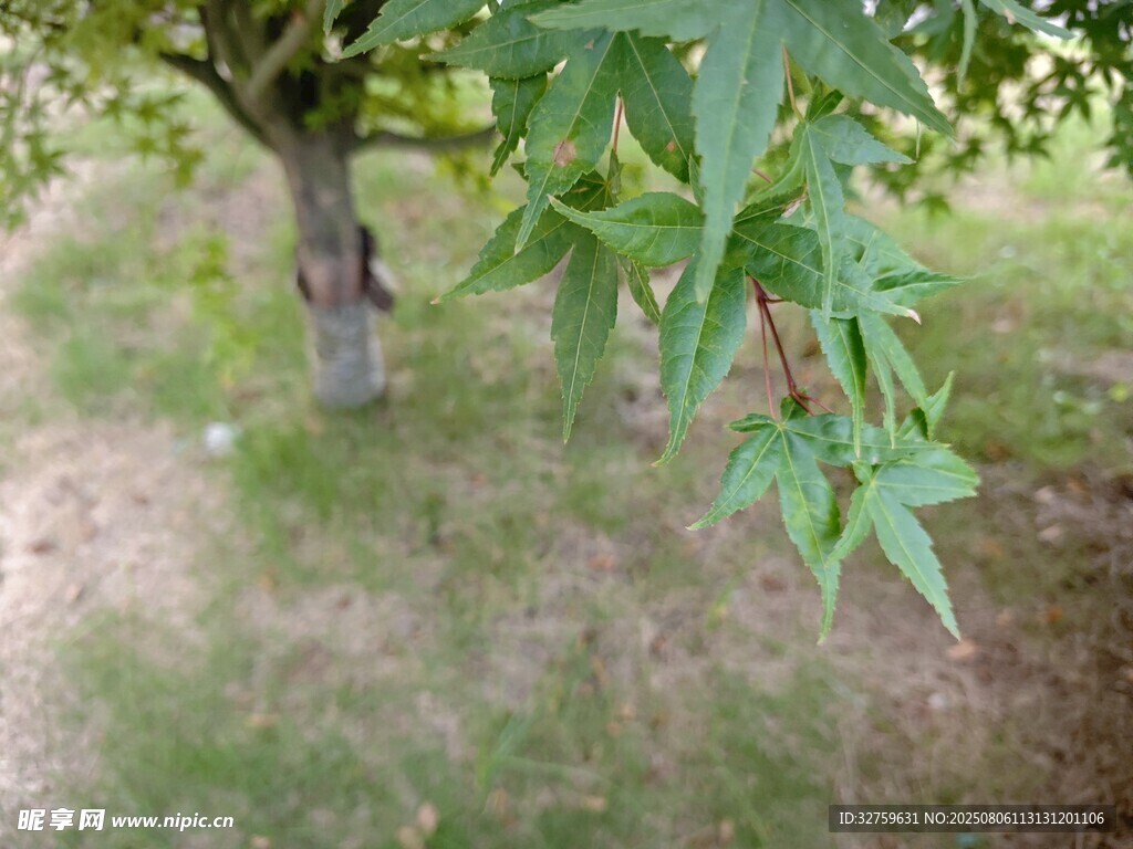树下绿叶特写