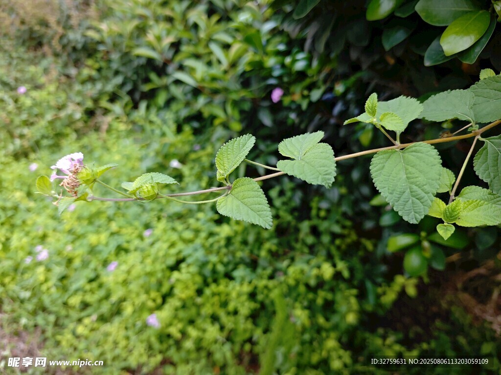绿意盎然的植物景观