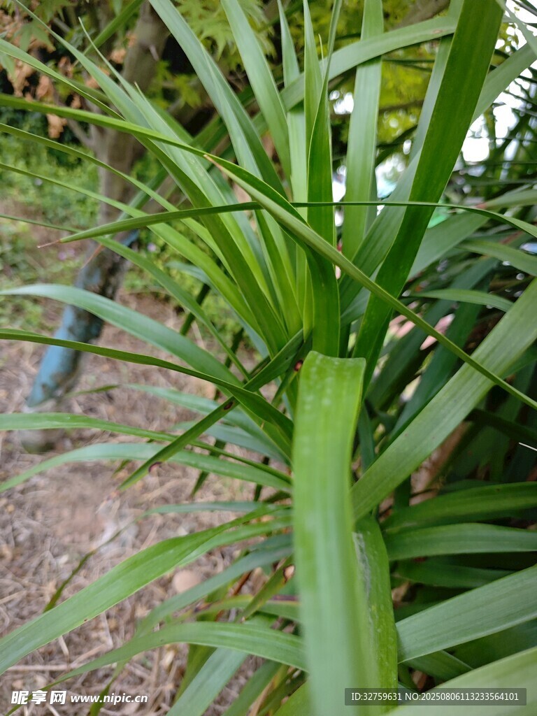 翠绿剑叶植物特写
