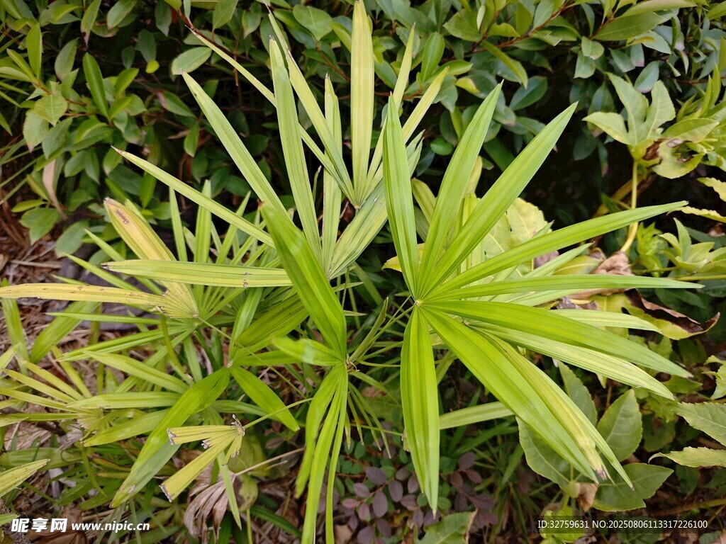 翠绿葱茏的独特植物