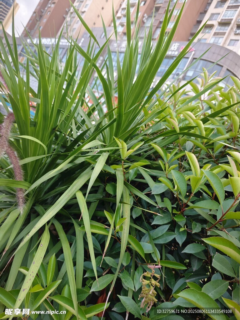 翠绿兰草与周边绿植相伴
