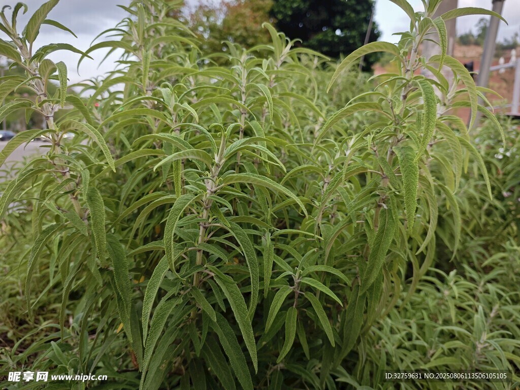 茂盛的绿色植物景观