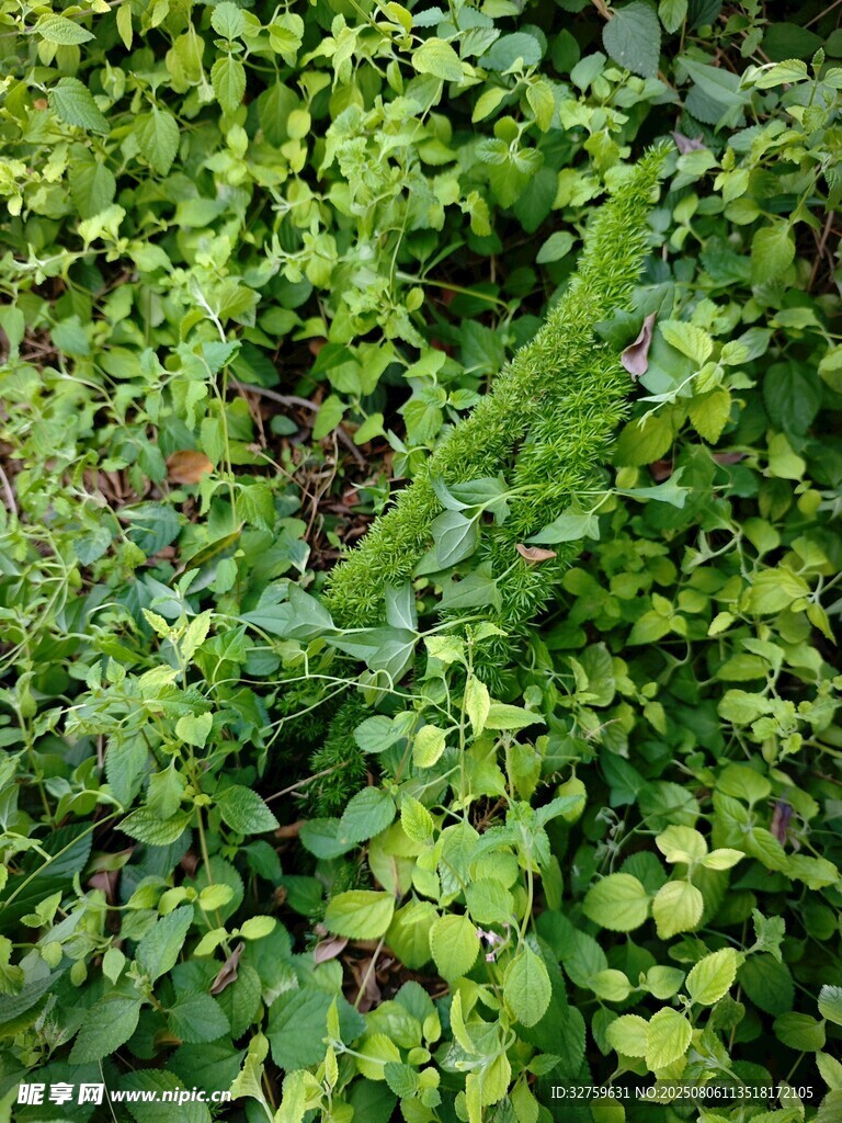 繁茂绿植景观