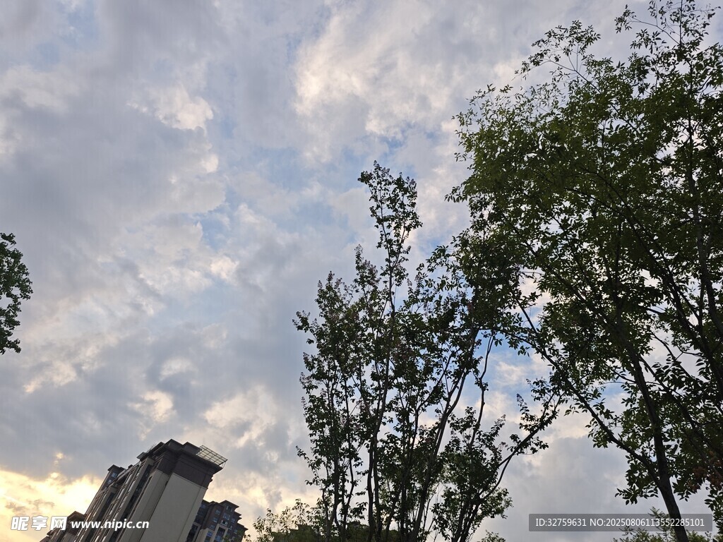 天空下的树木与建筑