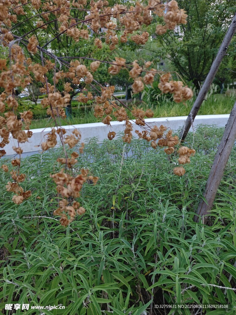 秋日路边绿植与泛红枝叶