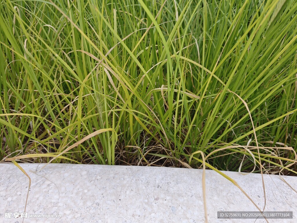 路边嫩绿草丛特写