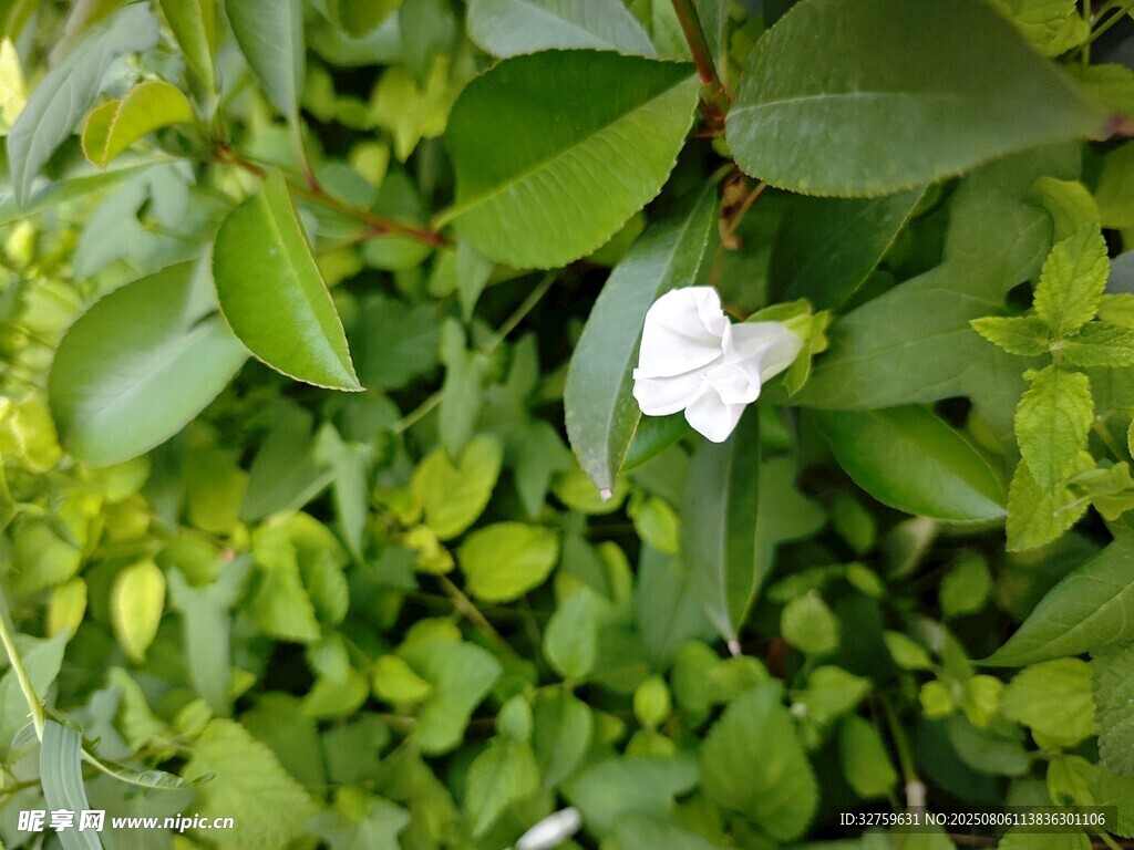 绿叶丛中的白色小花
