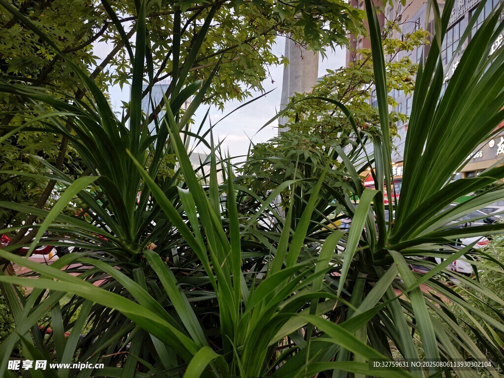 室内绿植景观