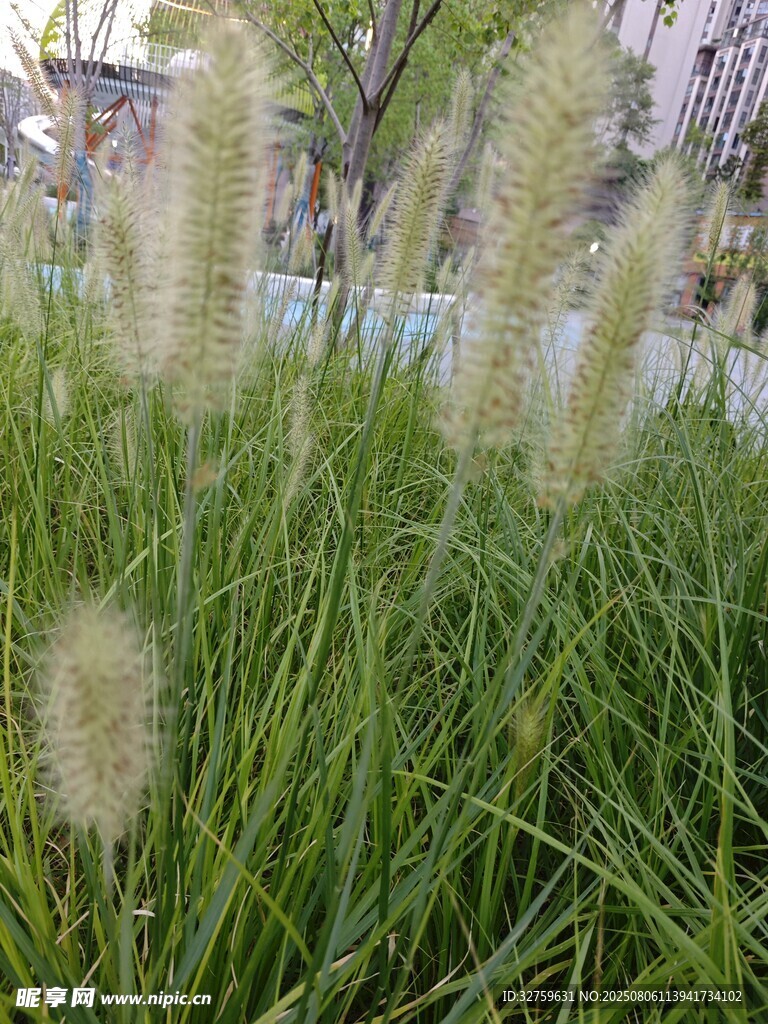 狗尾草特写