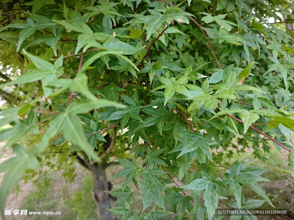绿叶繁茂的枫树