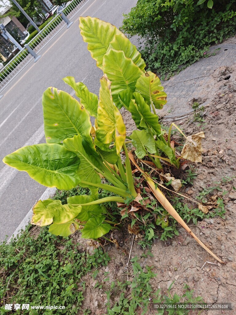 路边生长的大叶植物