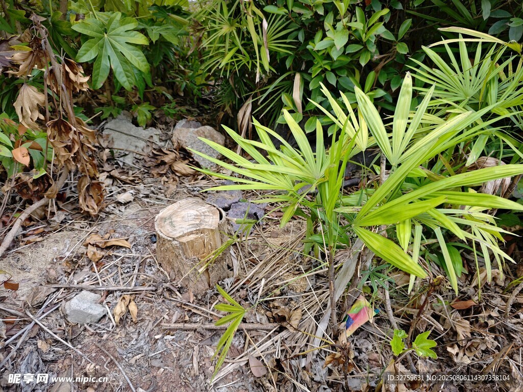 新生植物从树桩旁破土而出