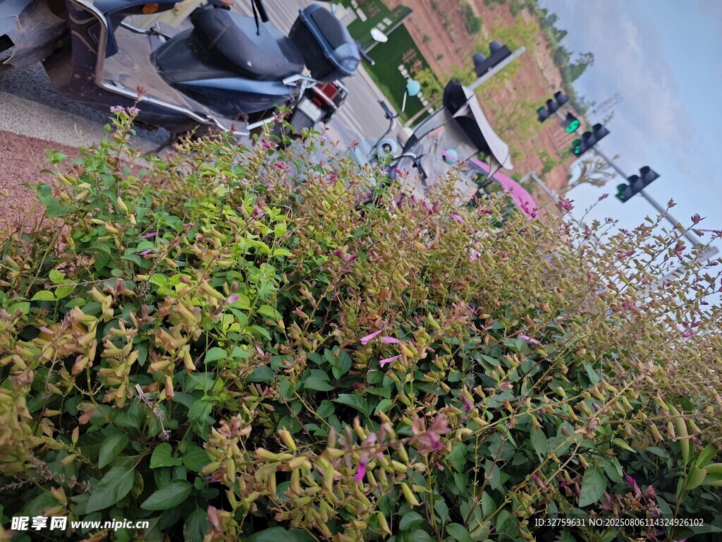 路边繁茂绿植与停放车辆