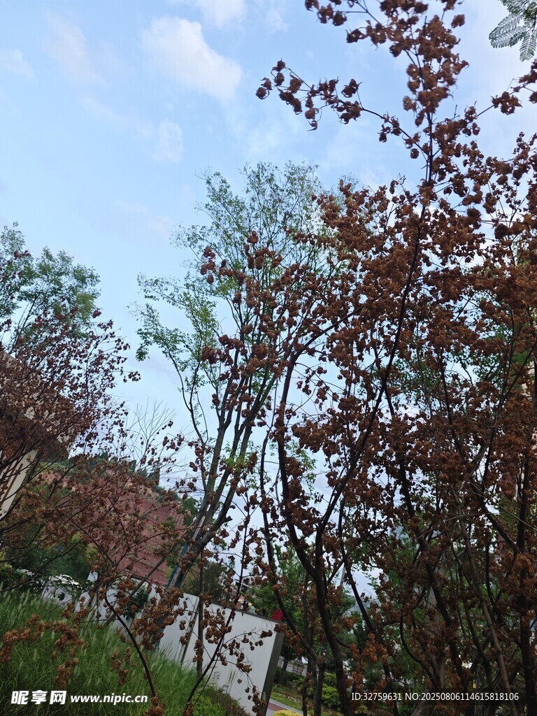 秋日树林景致