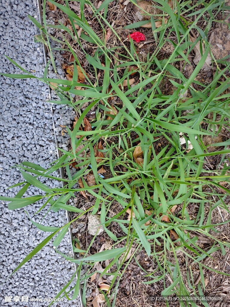 路边草地中的红色小花