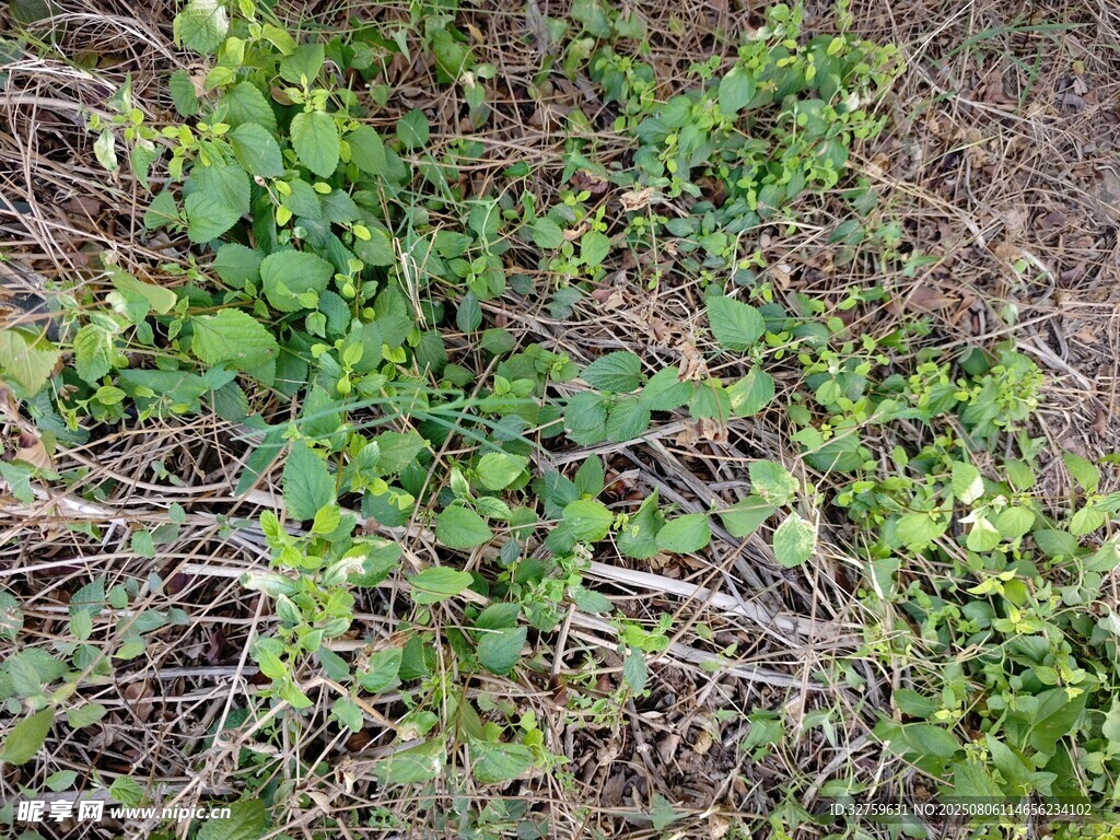 地面生长的嫩绿植物