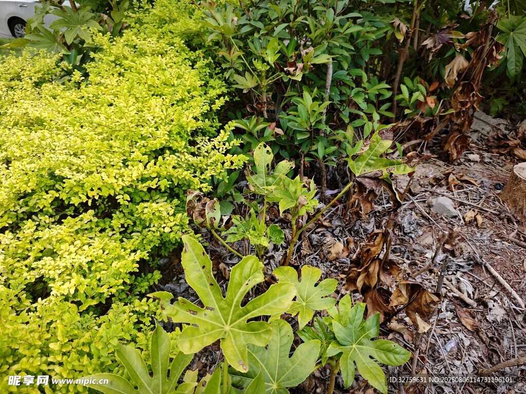 多彩绿植景观