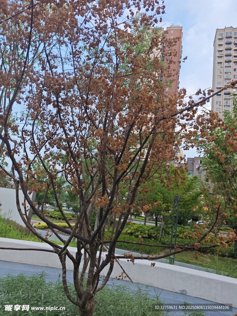 秋日城市中的多彩树木
