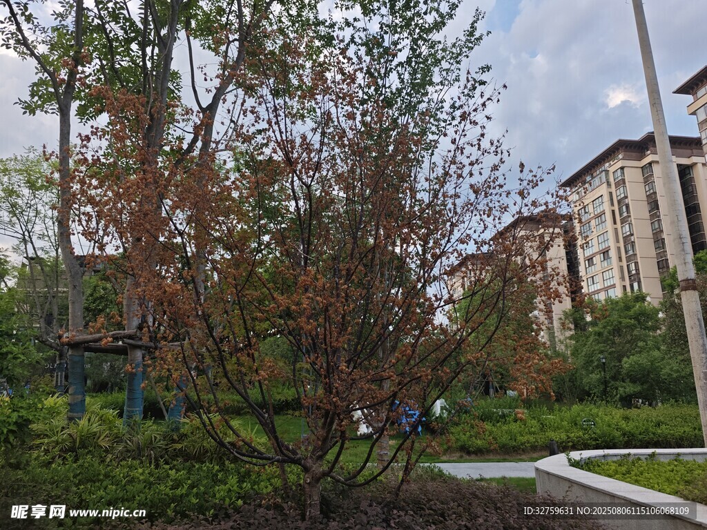小区内的绿植与建筑景观